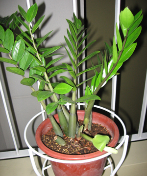 Zamioculcas bloom.jpg