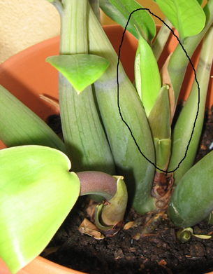 Zamioculcas3rdbud.jpg