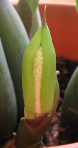 zamioculcasbud.jpg
