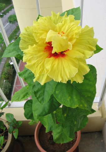 Yellowblossomrs.jpg